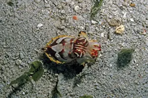 Flamboyant Cuttlefish - photographed in an isolated area of Papua New Guinea because of its unusual behavour the photographer believes this to be a new species. The animal could blend in with the bottom