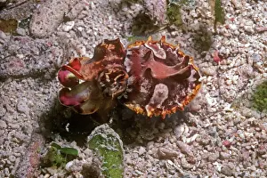 Mollusc Prints: Flamboyant cuttlefish - photographed in an isolated area of Papua New Guinea because of its unusual behavour