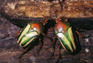 Images Dated 26th April 2005: Flamboyant Flower Beetle Rainforests of Tropical Africa