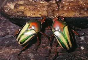 Flamboyant Flower Beetle Rainforests of Tropical Africa