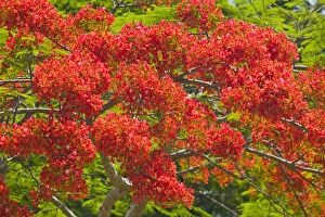 Flamboyant Trees at springtime, Port Douglas