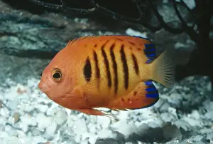 Angel Fishes Prints: Flame Angelfish Tropical Indo-Pacific