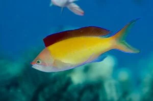 Flame Anthias with fin extended