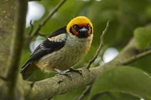 Faced Gallery: Flame-faced Tanager, Chicaque Natural Park, Colombia
