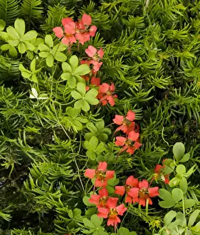Climber Prints: Flame flower ( Tropaeolum speciosum) at Hidcote Manor garden, Gloucs