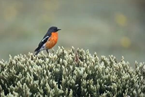 Images Dated 19th November 2008: Flame Robin - adult sitting on a bush - Alpine National Park, Victoria, Australia