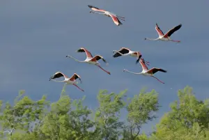 Flamingo