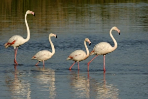 Images Dated 15th May 2007: Flamingo