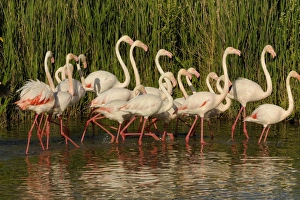 Images Dated 15th May 2007: Flamingo