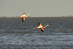 Images Dated 15th May 2007: Flamingo
