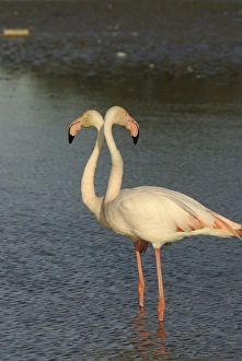 Images Dated 18th May 2007: Flamingo