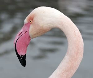 Images Dated 14th April 2008: Flamingo