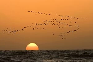 Flamingo Flock - In flight at sunset over the Atlantic