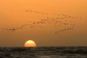 Sympathy Prints: Flamingo Flock In flight at sunset over the Atlantic Namibian Coast near Swakopmund