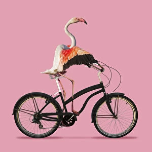 Flamingo, riding a bicycle on a pink background