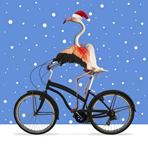 Flamingo, riding a bike wearing a Christmas hat