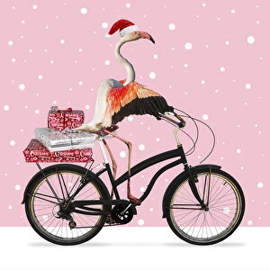 Images Dated 14th August 2018: Flamingo, wearing a Christmas hat riding a bike