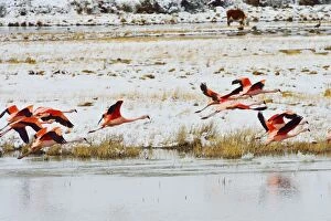 Argentinian Gallery: Flamingos