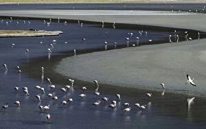 Flamingos feeding at lagoon