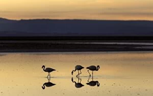 Flamingos feeding from lagoon at dusk