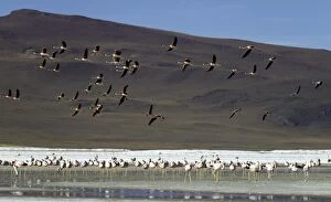 Images Dated 14th April 2014: Flamingos in flight