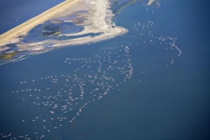 Images Dated 7th March 2009: Flamingos in flight over water - saltpans near Swakopmung