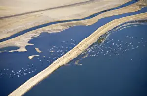 Flamingos in flight over water - saltpans near Swakopmung - Namib Desert - Namibia - Africa