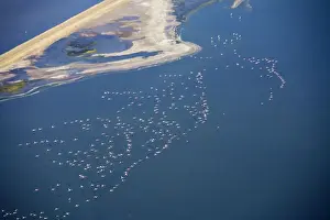 Mass Flock Prints: Flamingos in flight over water - saltpans near Swakopmung - Namib Desert - Namibia - Africa