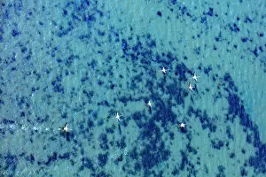 Flamingos Gallery: Flamingos flying at the Aegean coast, Turkey