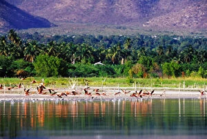 Flamingos Gallery: Flamingos at Lago Enriquillo, Barahona