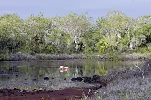 Lagoons Prints: Flamingos - at Lagoon. Cerro Dragon - Santa cruz island - Galapagos