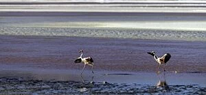 Flamingos landing on the beach
