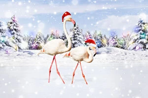 Flamingos Gallery: Flamingos, wearing Christmas hat walking through