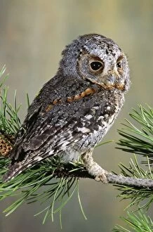 Images Dated 15th July 2005: Flammulated Owl