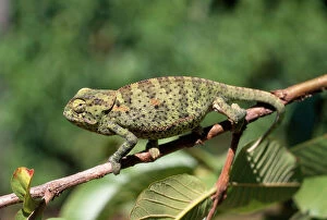 Lizards Collection: Flap-neck Chamaeleon