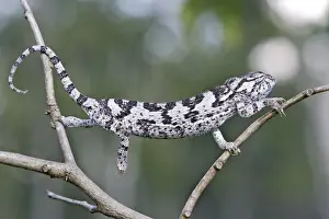 Flap-necked Chameleon