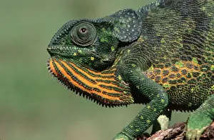 Flap-necked Chameleon Buhemba, Near Mwanza Tanzania