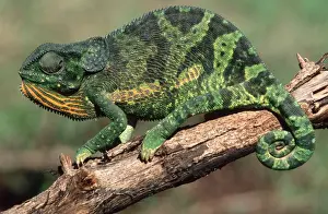 Flap-necked Chameleon Buhumba, Near Mwanza Tanzania Africa