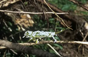 Flap-necked Chameleon - shedding skin
