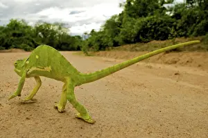 Flap Necked Chameleon - walking across road - Tanzania - Africa
