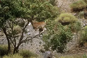 Agility Prints: Flare-horned Markhor - female, feeding in tree Hindu Kush Valley