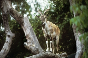 Images Dated 18th August 2009: Flare-horned Markhor - male standing on a branch
