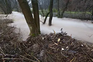 Flash flood - in hill land stream after torrential autumn rain - Lower Saxony - Germany