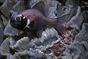 Flashlight Fish - these fish have a symbiotic bacterium that produces the light as a byproduct of metbolsim. They are totally nocturnal, living by day deep in caves. Banda sea, Indonesia