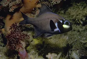 Flashlight fish - These fish have a symbiotic bacterium that produces the light as a by product of metabolism. They are totally nocturnal living by day in deep caves. Banda Sea. Indonesia