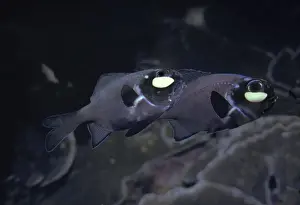 Partnership Prints: Flashlightfish - These fish have a symbiotic bacterium that produces the light as a by product of metabolism