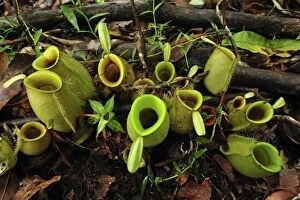 Images Dated 12th November 2008: Flask-shaped Pitcherplant