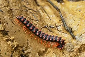 Images Dated 20th November 2007: Flat-backed Millipede