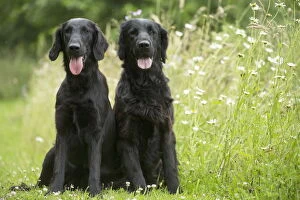 Flat coated retriever dogs outdoors