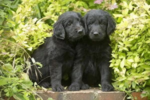 Flat coated retriever puppies outdoors